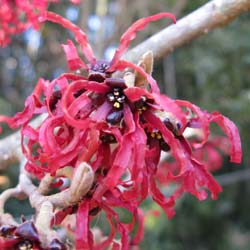 Hamamelis x intermedia Diane